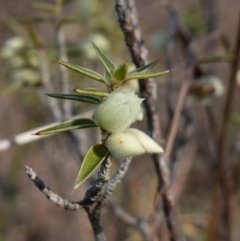 Melichrus urceolatus at Souths TSR on Mountain Ash Road - 18 Jun 2024