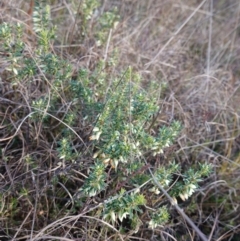 Melichrus urceolatus at Souths TSR on Mountain Ash Road - 18 Jun 2024 12:12 PM