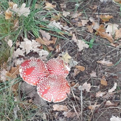 Amanita muscaria (Fly Agaric) at Ainslie, ACT - 4 May 2024 by annmhare