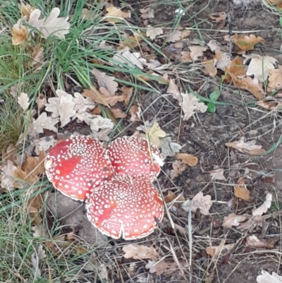 Amanita muscaria (Fly Agaric) at Ainslie, ACT - 5 May 2024 by annmhare