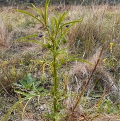 Solanum linearifolium (Kangaroo Apple) at Campbell, ACT - 13 Apr 2024 by annmhare