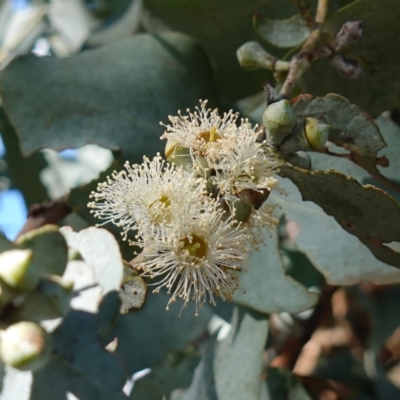 Eucalyptus cinerea subsp. cinerea (Argyle Apple) at Goulburn Mulwaree Council - 18 Jun 2024 by RobG1