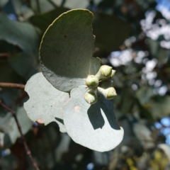 Eucalyptus cinerea subsp. cinerea at Souths TSR on Mountain Ash Road - 18 Jun 2024 12:20 PM