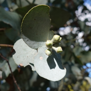 Eucalyptus cinerea subsp. cinerea at Souths TSR on Mountain Ash Road - 18 Jun 2024