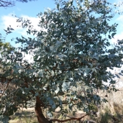 Eucalyptus cinerea subsp. cinerea at Souths TSR on Mountain Ash Road - 18 Jun 2024 12:20 PM