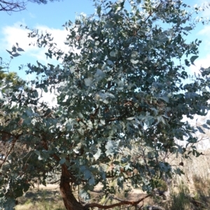 Eucalyptus cinerea subsp. cinerea at Souths TSR on Mountain Ash Road - 18 Jun 2024