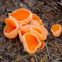 Aleuria sp. (genus) (An Orange peel fungus) at Piney Ridge - 19 Jun 2024 by Kenp12