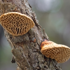 Hexagonia vesparia (Wasp Nest Polypore) at Denman Prospect 2 Estate Deferred Area (Block 12) - 19 Jun 2024 by Kenp12