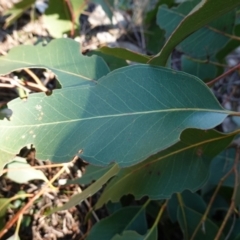 Eucalyptus amplifolia subsp. amplifolia (Cabbage Gum) at Souths TSR on Mountain Ash Road - 18 Jun 2024 by RobG1