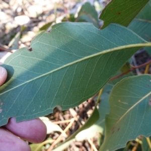 Eucalyptus amplifolia subsp. amplifolia at Souths TSR on Mountain Ash Road - 18 Jun 2024 12:26 PM