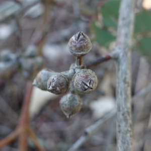 Eucalyptus amplifolia subsp. amplifolia at Souths TSR on Mountain Ash Road - 18 Jun 2024