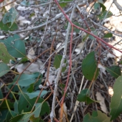 Eucalyptus amplifolia subsp. amplifolia at Souths TSR on Mountain Ash Road - 18 Jun 2024