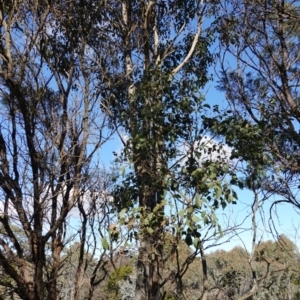 Eucalyptus amplifolia subsp. amplifolia at Souths TSR on Mountain Ash Road - 18 Jun 2024 12:26 PM