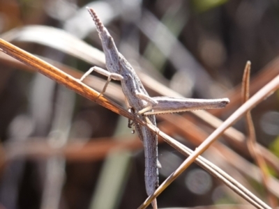 Keyacris scurra (Key's Matchstick Grasshopper) at Souths TSR on Mountain Ash Road - 18 Jun 2024 by RobG1