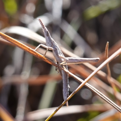 Keyacris scurra (Key's Matchstick Grasshopper) at Souths TSR on Mountain Ash Road - 18 Jun 2024 by RobG1