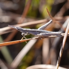 Keyacris scurra at Souths TSR on Mountain Ash Road - 18 Jun 2024 12:32 PM