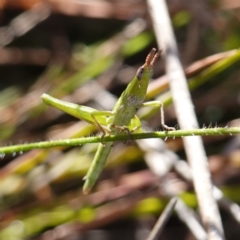 Keyacris scurra at Souths TSR on Mountain Ash Road - 18 Jun 2024