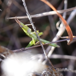 Keyacris scurra at Souths TSR on Mountain Ash Road - 18 Jun 2024