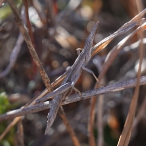 Keyacris scurra at Souths TSR on Mountain Ash Road - 18 Jun 2024 12:32 PM