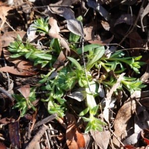 Leptorhynchos squamatus at Souths TSR on Mountain Ash Road - 18 Jun 2024