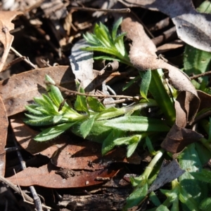 Leptorhynchos squamatus at Souths TSR on Mountain Ash Road - 18 Jun 2024