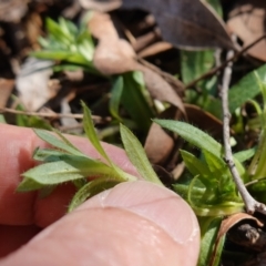 Leptorhynchos squamatus at Souths TSR on Mountain Ash Road - 18 Jun 2024