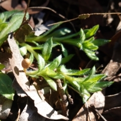 Leptorhynchos squamatus at Souths TSR on Mountain Ash Road - 18 Jun 2024