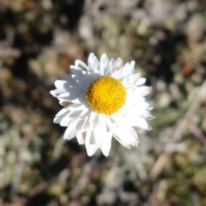 Leucochrysum albicans subsp. tricolor at Souths TSR on Mountain Ash Road - 18 Jun 2024