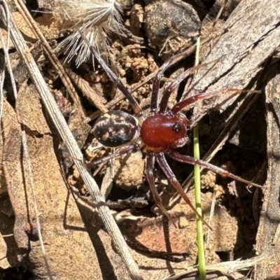 Habronestes sp. (genus) (An ant-eating spider) at Mount Majura - 29 Mar 2024 by Pirom