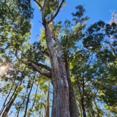 Eucalyptus angophoroides (Apple-topped Box) at Moruya, NSW - 20 Jun 2024 by Steve818