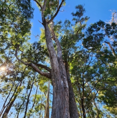 Eucalyptus angophoroides (Apple-topped Box) at Moruya, NSW - 20 Jun 2024 by Steve818