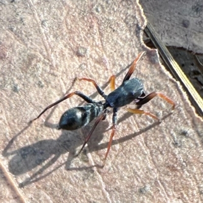 Myrmarachne (genus) (Unidentified Ant-mimic jumping spider) at Namadgi National Park - 25 Mar 2024 by Pirom
