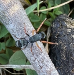 Myrmarachne sp. (genus) at Namadgi National Park - 25 Mar 2024