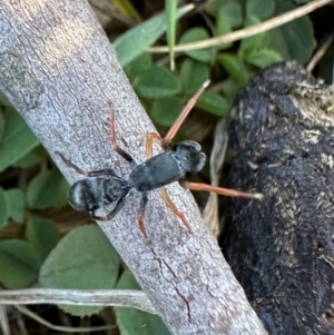 Myrmarachne sp. (genus) at Namadgi National Park - 25 Mar 2024 04:34 PM