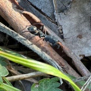 Myrmarachne sp. (genus) at Namadgi National Park - 25 Mar 2024 04:34 PM