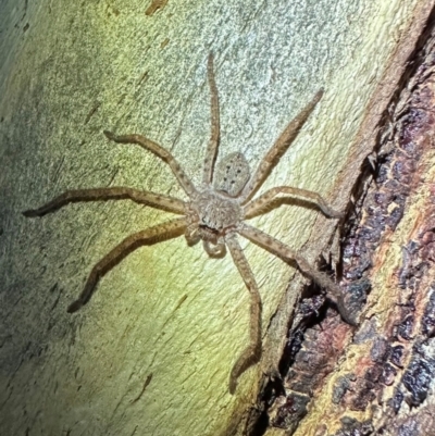 Isopeda canberrana (Canberra Huntsman Spider) at Namadgi National Park - 25 Mar 2024 by Pirom