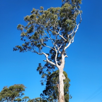 Eucalyptus tereticornis subsp. tereticornis (Forest Red Gum) at Moruya, NSW - 20 Jun 2024 by Steve818