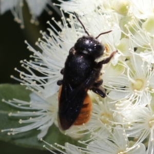 Megachile ustulata at Unanderra, NSW - suppressed