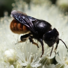 Megachile ustulata at Unanderra, NSW - suppressed