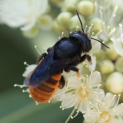 Megachile ustulata at Unanderra, NSW - suppressed