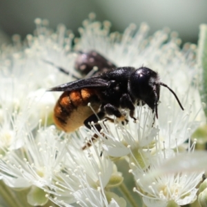 Megachile ustulata at Unanderra, NSW - suppressed