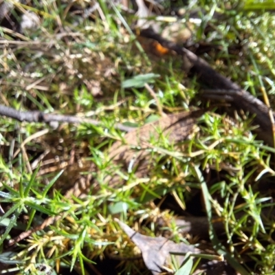Stellaria pungens (Prickly Starwort) at Tidbinbilla Nature Reserve - 20 May 2024 by jac