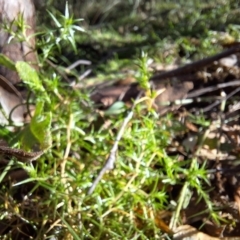 Stellaria pungens at Tidbinbilla Nature Reserve - 20 May 2024