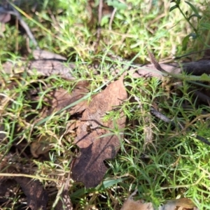 Stellaria pungens at Tidbinbilla Nature Reserve - 20 May 2024