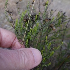 Chrysocephalum semipapposum at Souths TSR on Mountain Ash Road - 19 Jun 2024