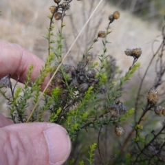 Chrysocephalum semipapposum at Souths TSR on Mountain Ash Road - 19 Jun 2024