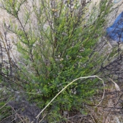 Chrysocephalum semipapposum at Souths TSR on Mountain Ash Road - 19 Jun 2024