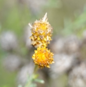 Chrysocephalum semipapposum at Souths TSR on Mountain Ash Road - 19 Jun 2024