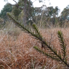 Ozothamnus diosmifolius (Rice Flower, White Dogwood, Sago Bush) at Goulburn Mulwaree Council - 19 Jun 2024 by RobG1