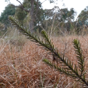 Ozothamnus diosmifolius at Souths TSR on Mountain Ash Road - 19 Jun 2024 10:33 AM